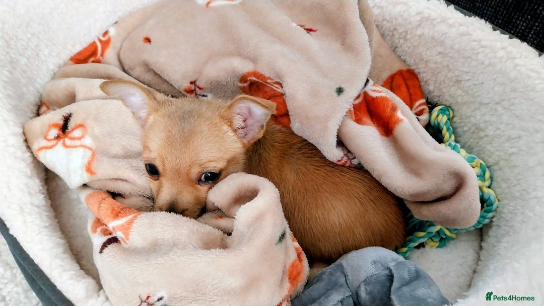 Mixed Breed dogs for sale: Little boy Chihuahua x jack Russell  - Image 3