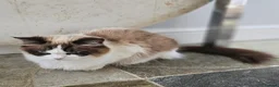 Ragdoll cats for sale: Ragdoll mix - Advert 15
