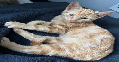 Mixed Breed cats - Advert 9