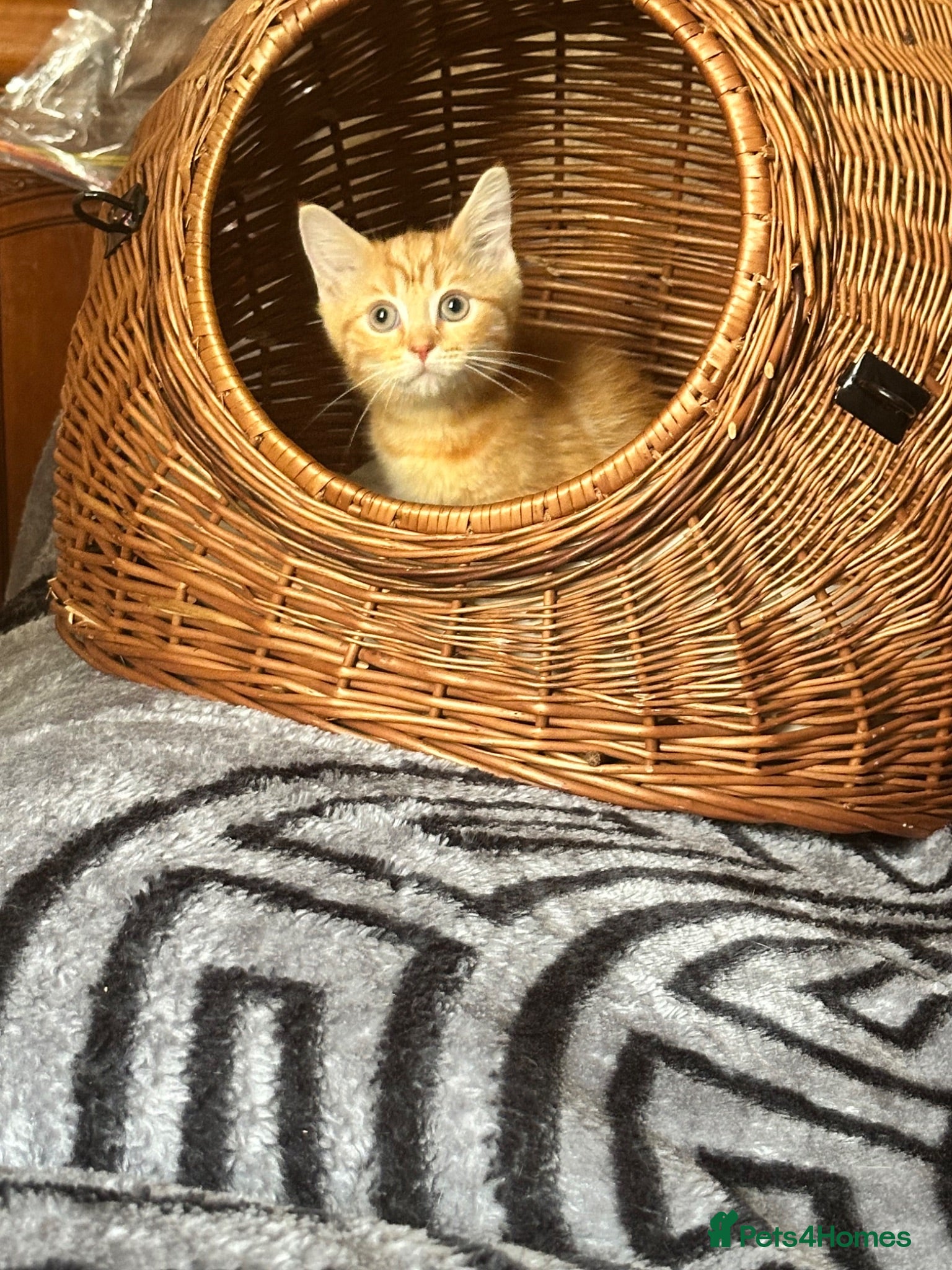 Mixed Breed cats Ragdoll/persian X Scottish fold  - Advert 4
