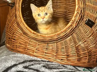 Mixed Breed cats Ragdoll/persian X Scottish fold - Advert 1