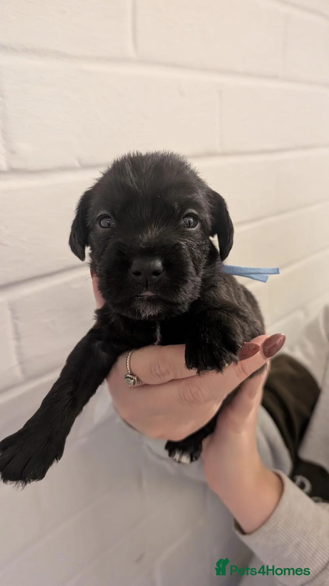 Cockapoo dogs for sale: Cockapoo puppies - Advert 20