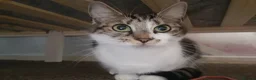 British Shorthair cats for sale: British shorthair cat in Birmingham - Advert 8