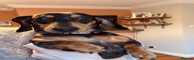Female dapple dachshund 