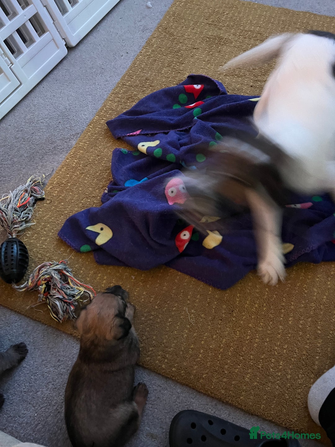 Mixed Breed dogs for sale: Schnackadoodles (Mini Schnauzer X Jackadoodle) - Image 16