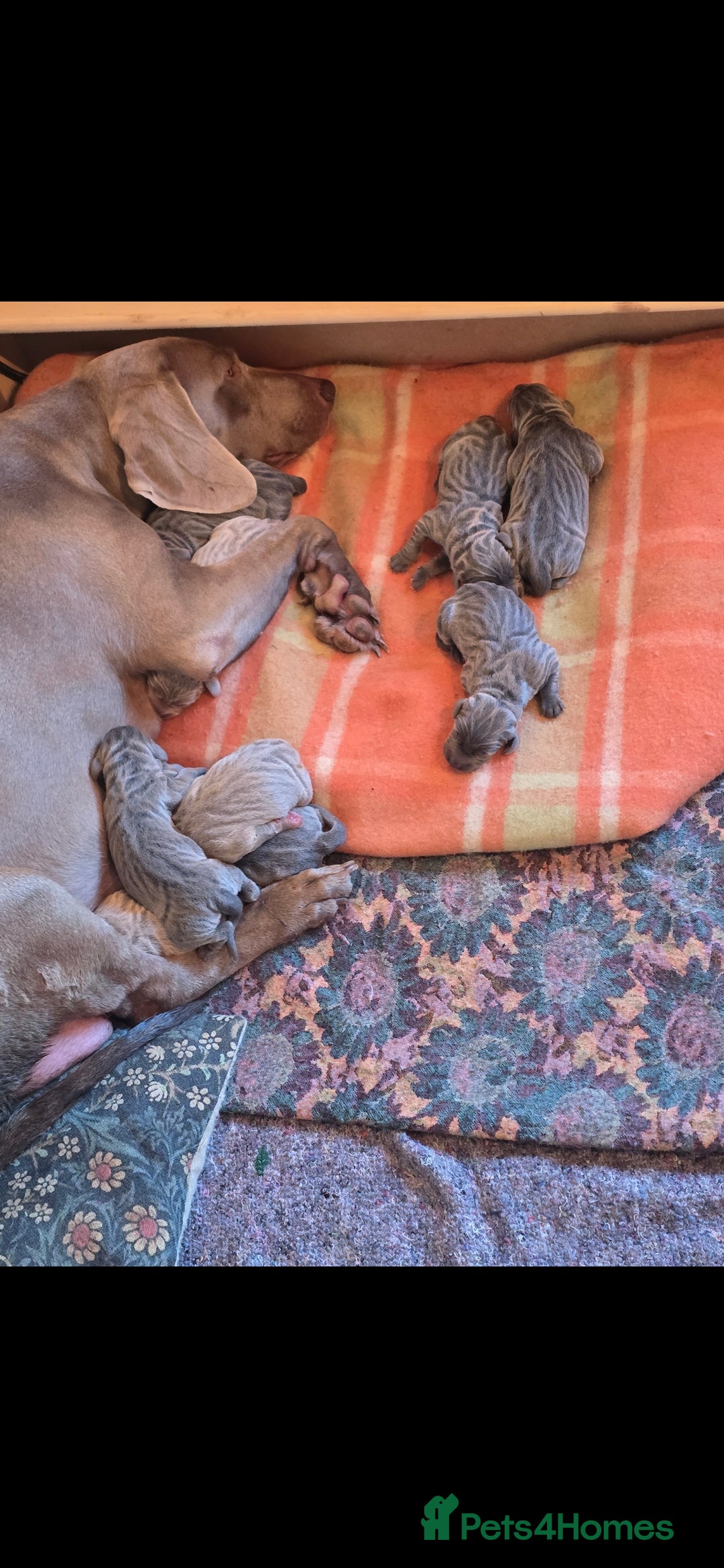Weimaraner dogs for sale: BEAUTIFUL KC WEIM PUPS 2ND/FINAL LITTER  - Image 9
