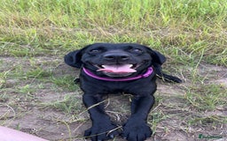 Labrador Retriever dogs for sale: 6 year old Labrador - Delilah - Image 8