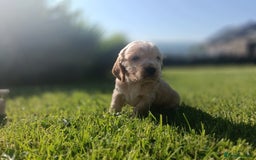 Cocker Spaniel dogs for sale: ⭐Quality Show Type Light Gold Cocker Spaniel Pups - Image 23