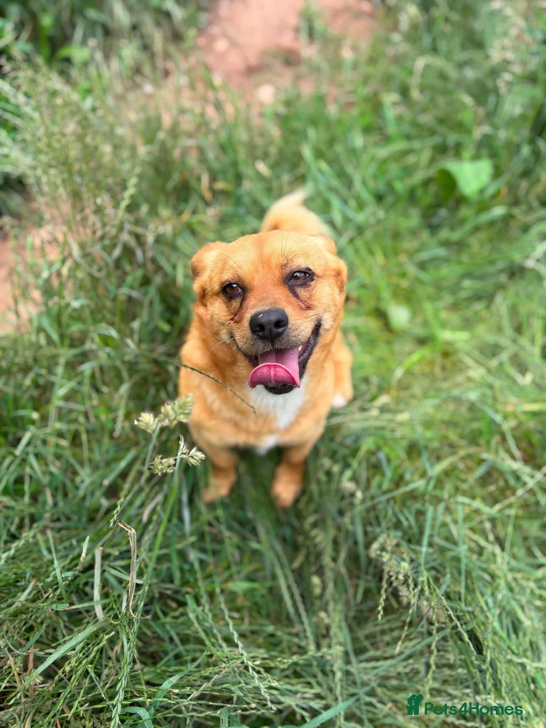 Mixed Breed dogs for adoption: Ernie - Advert 2
