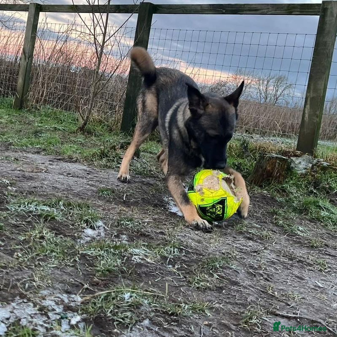 Mixed Breed dogs for sale: Rocko - 9 months Belgian Shepard  - Advert 3