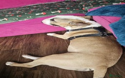 English Bull Terrier dogs for adoption: FOR ADOPTION - BRUCE - BOGNOR REGIS - Image 4