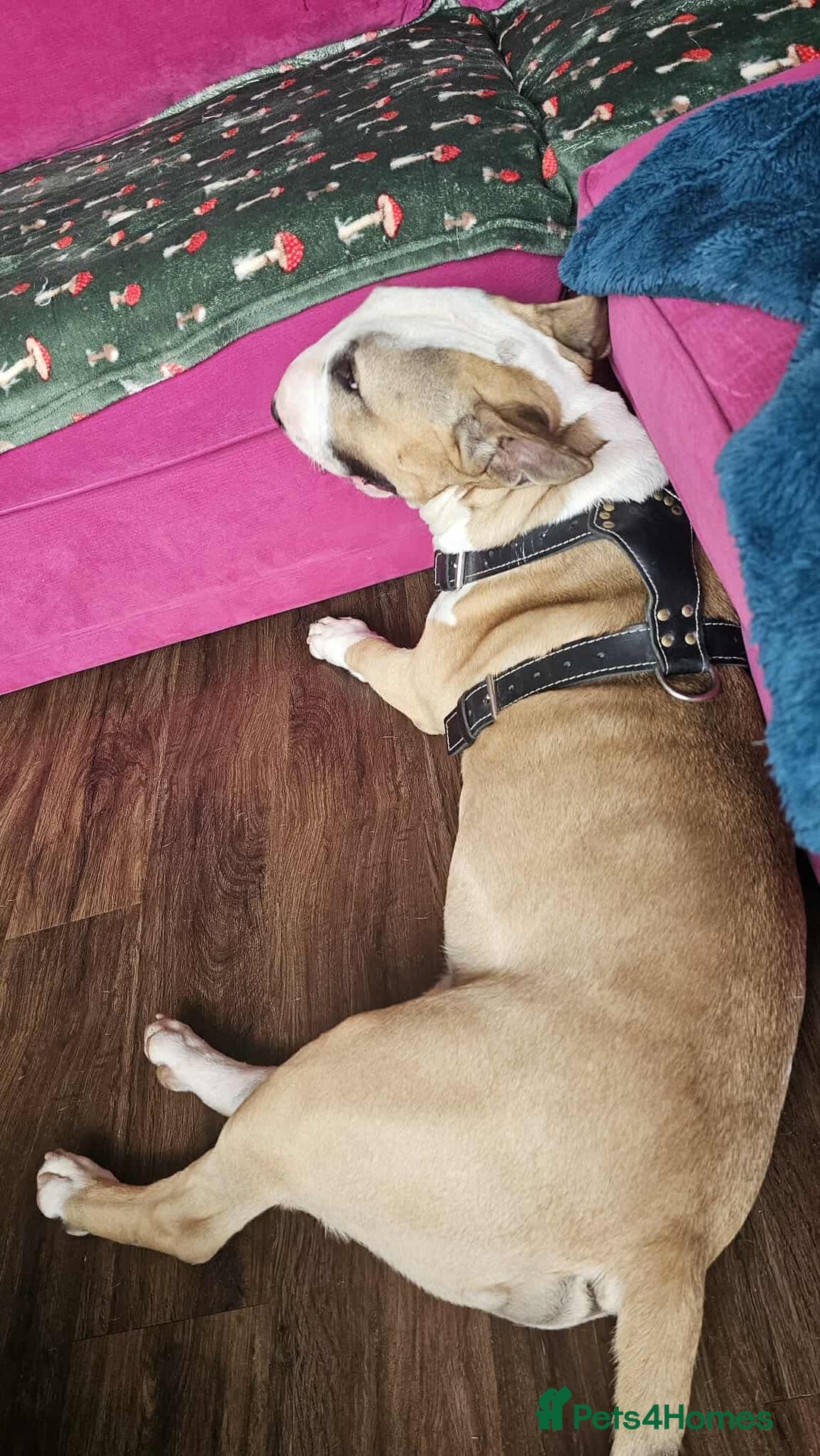 English Bull Terrier dogs for adoption: FOR ADOPTION - BRUCE - BOGNOR REGIS - Image 4