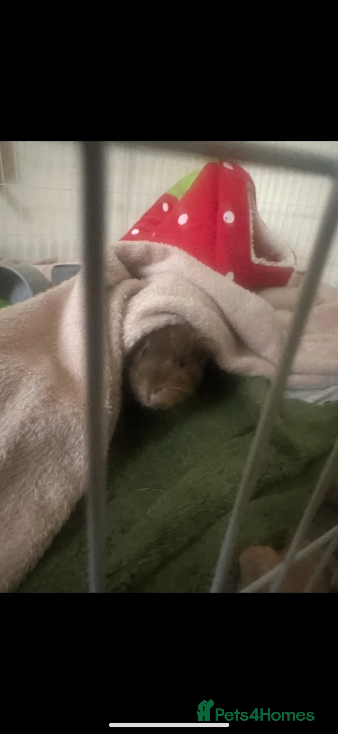 Guinea Pig rodents for sale: 4 bonded guinea pigs for sale  - Advert 2