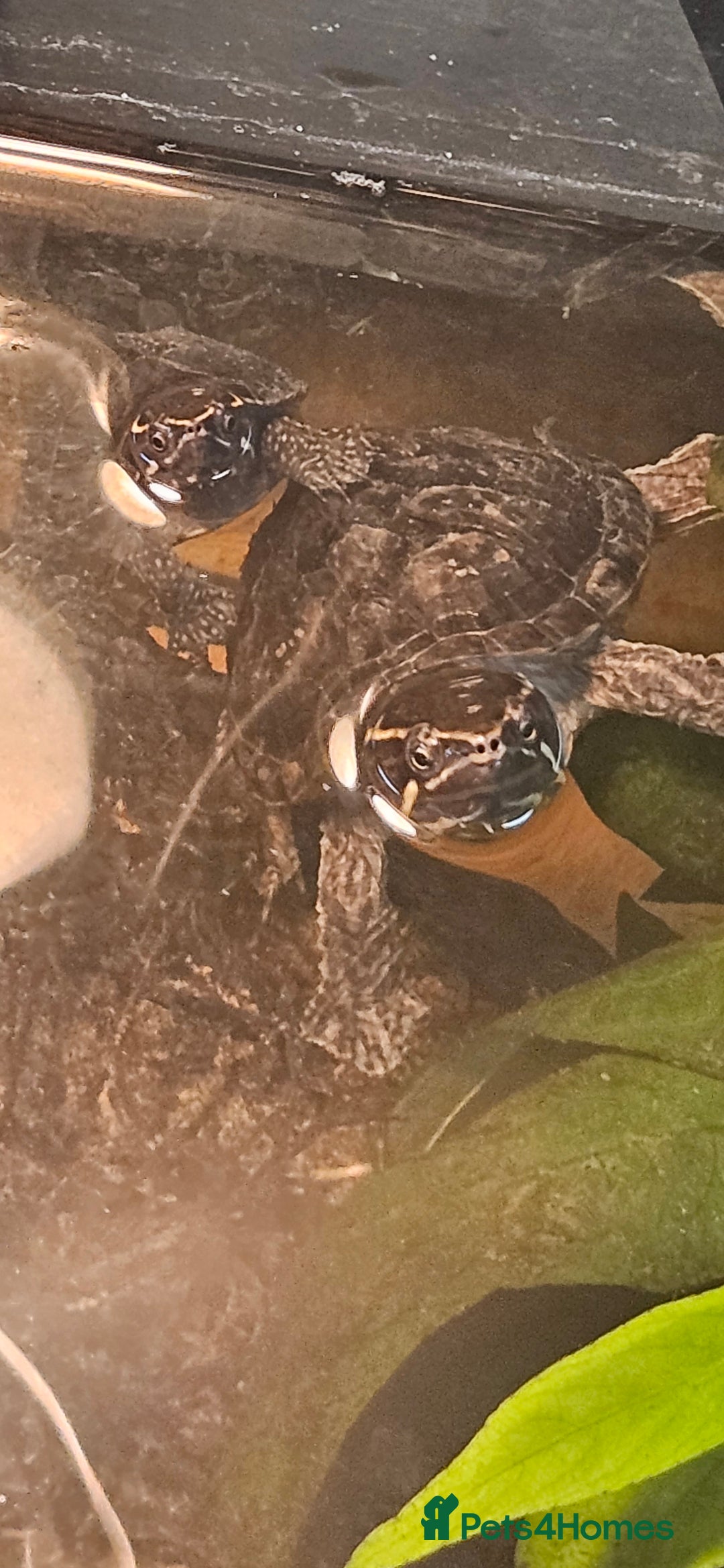 Turtle reptiles for sale: 2 musk turtles  - Image 9