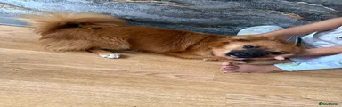 Mixed Breed 1