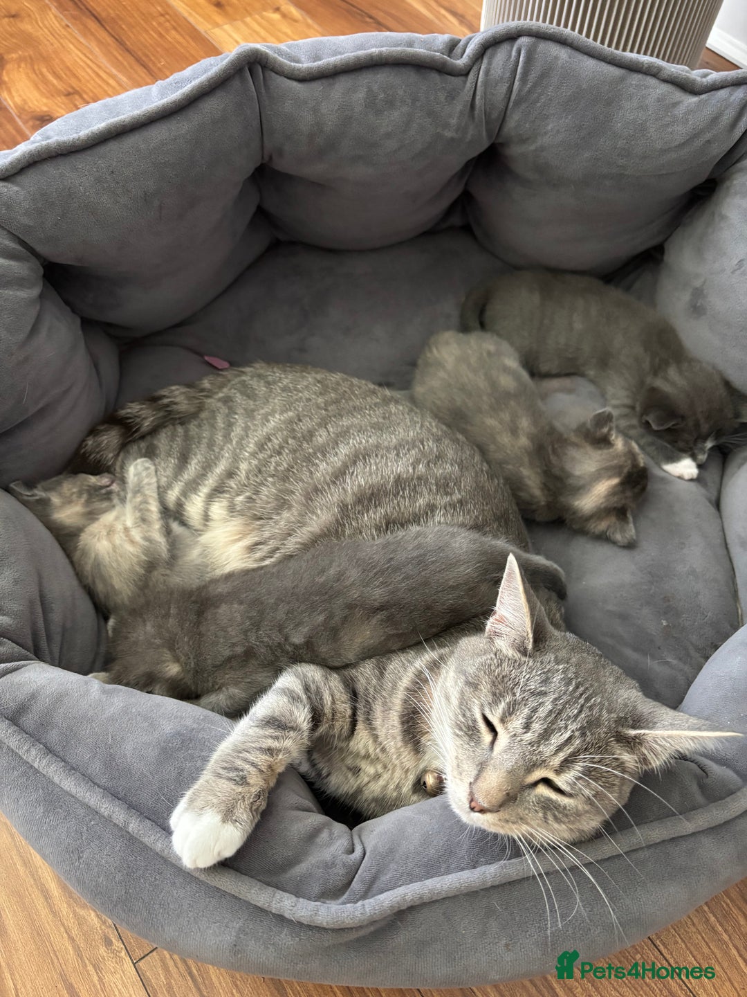 Domestic Shorthair cats for sale: Beautiful girl kittens available - Image 9