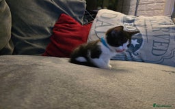 Mixed Breed cats for sale: Adorable black and white kittens - Image 10