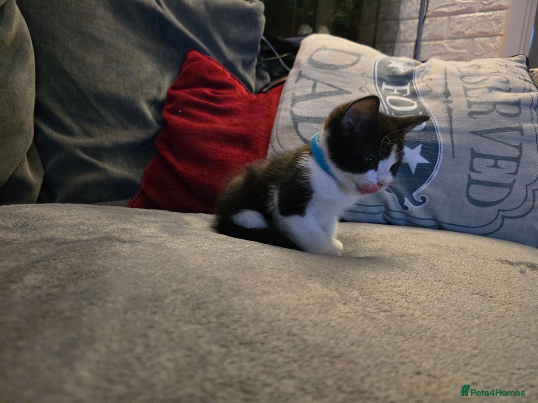 Mixed Breed cats for sale: Adorable black and white kittens - Image 10