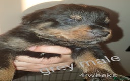 Rottweiler dogs for sale: Chunky big boned rottweilers  - Image 36
