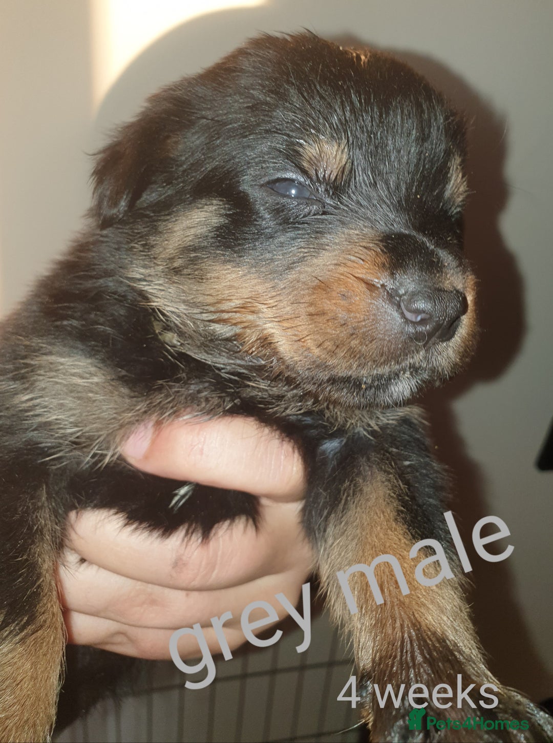 Rottweiler dogs for sale: Chunky big boned rottweilers  - Image 36