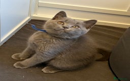 British Shorthair cats for sale: Stunning British ShortHair kittens GCCF registered - Image 6