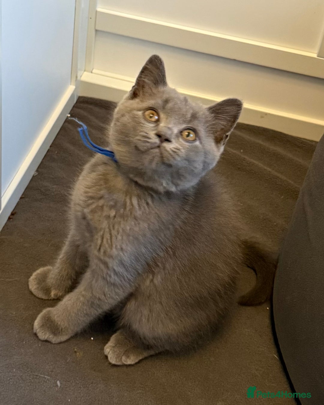 British Shorthair cats for sale: Stunning British ShortHair kittens GCCF registered - Image 6