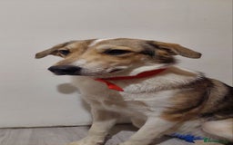 Mixed Breed dogs for adoption: 💖🐶 NINA 🐶💖 - Image 36