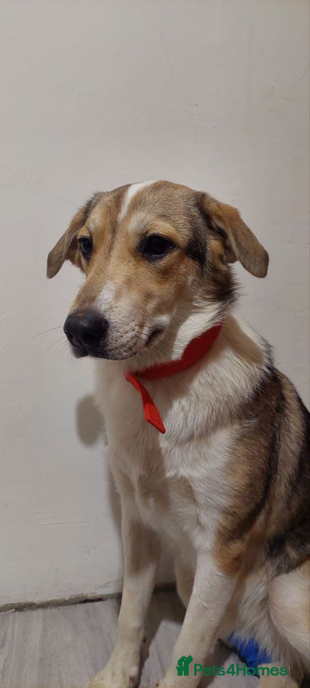 Mixed Breed dogs for adoption: 💖🐶 NINA 🐶💖 - Image 36