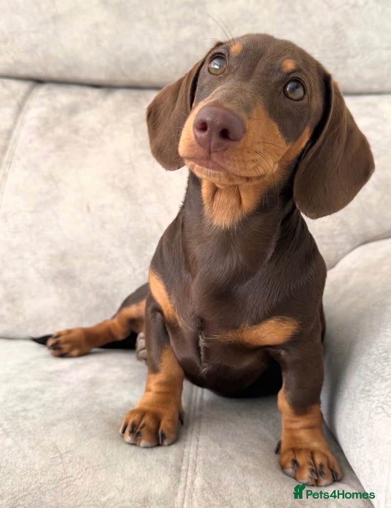 Miniature Dachshund dogs 2 x female mini dachshunds for sale - Advert 17