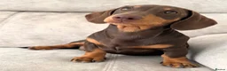 Miniature Dachshund dogs for sale: 2 x female mini dachshunds for sale in Glasgow - Advert 1