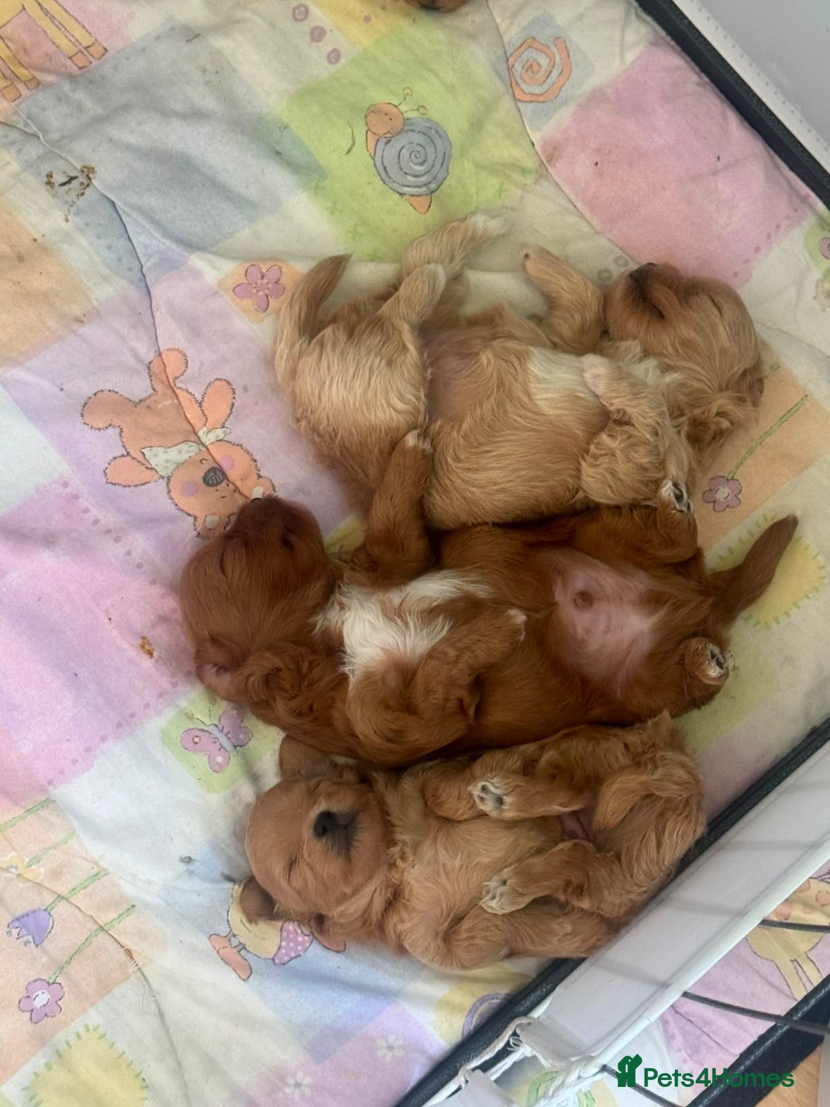 Maltipoo dogs Asian Maltipo Puppies XS Teddy Bear Faces Expected - Advert 2
