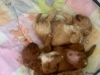 Maltipoo dogs Asian Maltipo Puppies XS Teddy Bear Faces Expected - Advert 2