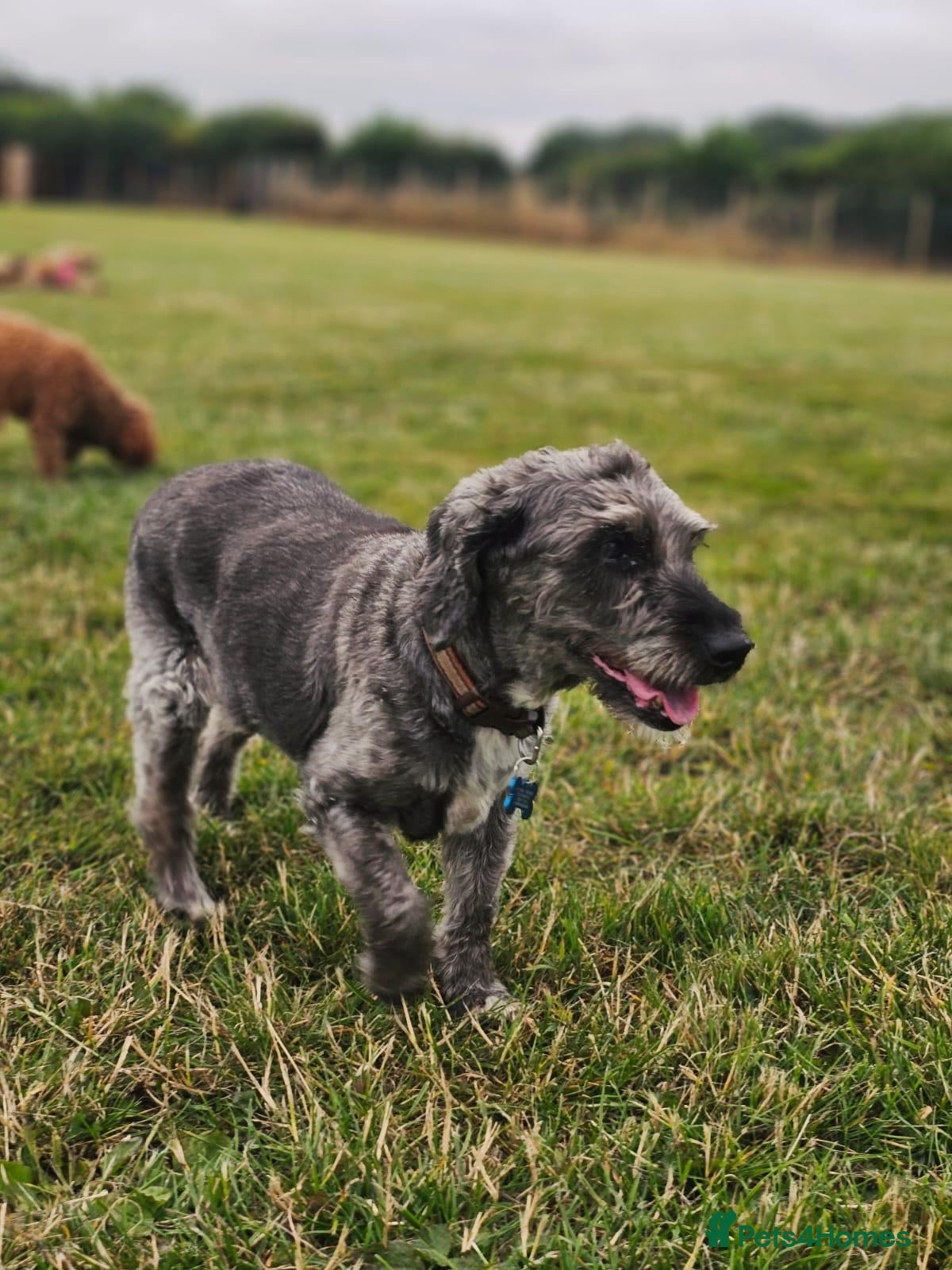 Jackapoo dogs Jackapoo Poodle x Jack Russell F1  - Advert 14