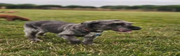 Jackapoo dogs for sale: Jackapoo Poodle x Jack Russell F1  in Clitheroe - Advert 1