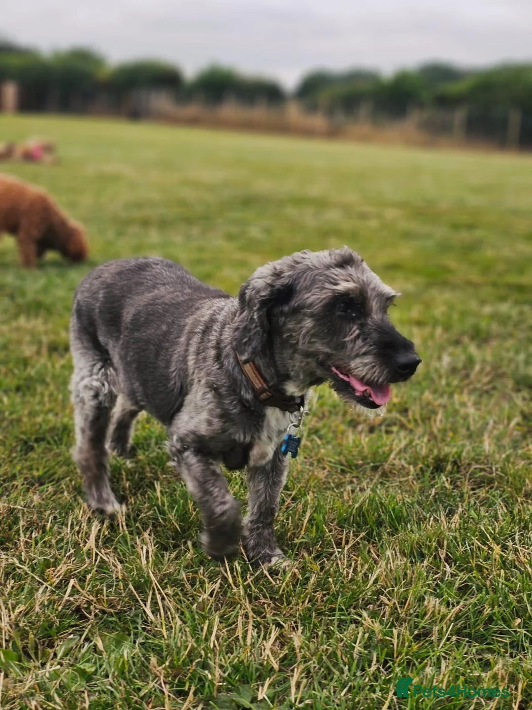 Jackapoo dogs for sale: Jackapoo Poodle x Jack Russell F1  in Clitheroe - Advert 1