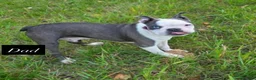 Boston Terrier dogs for sale: Boston Terrier Puppies KC REGISTERED🐶 - Advert 12