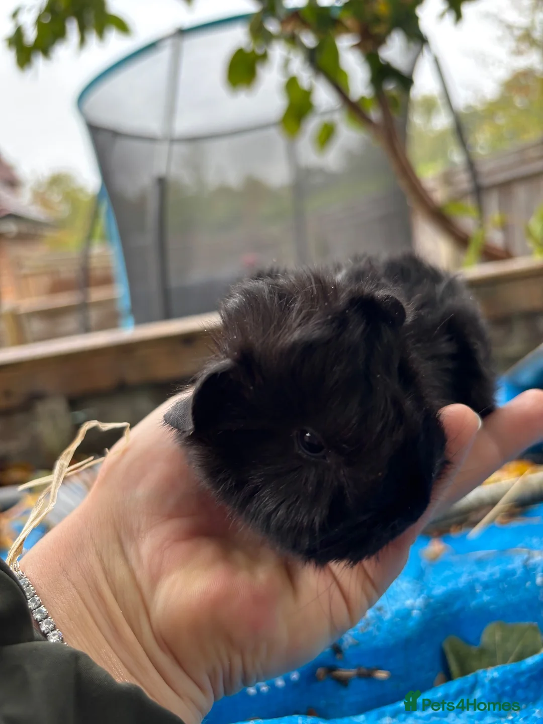 Guinea Pig rodents for sale: Baby Peruvian Silkie guineapigs very fluffy  - Advert 2