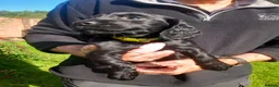 Cocker Spaniel dogs for sale: Working Cocker Spaniel Puppies - Advert 4