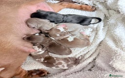 Miniature Dachshund dogs for sale: Stunning Litter of Miniature Dachshund Pups  - Image 2