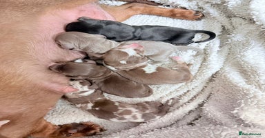 Miniature Dachshund dogs - Advert 3