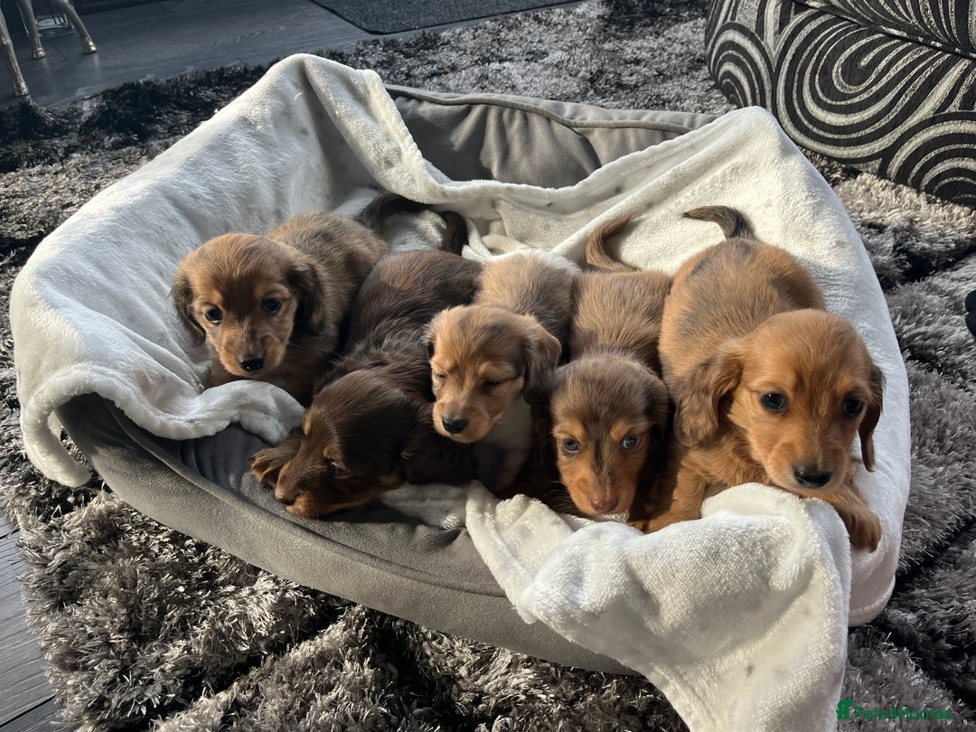 Dachshund dogs for sale: Stunning long haired miniature daxi puppies    - Image 5