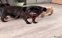 Pug dogs for sale: Puppies - Image 15