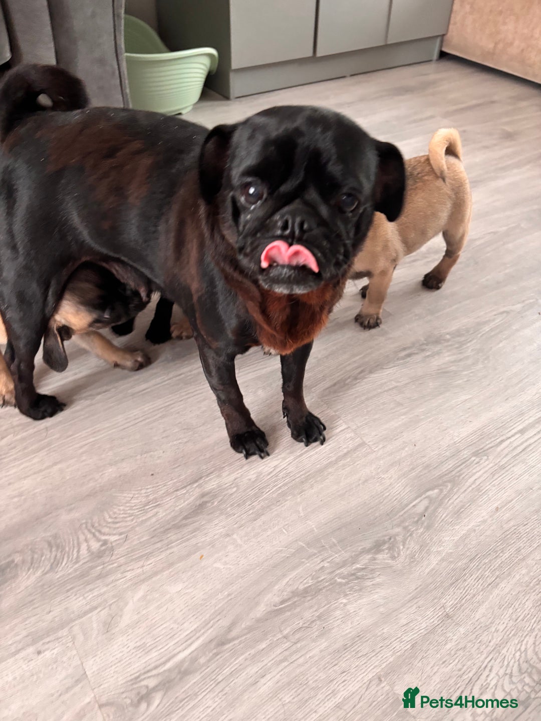Pug dogs for sale: Puppies - Image 15