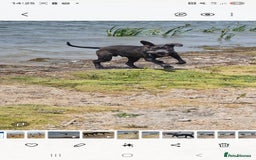 Cane Corso dogs for sale: Obie full cane corso - Image 2