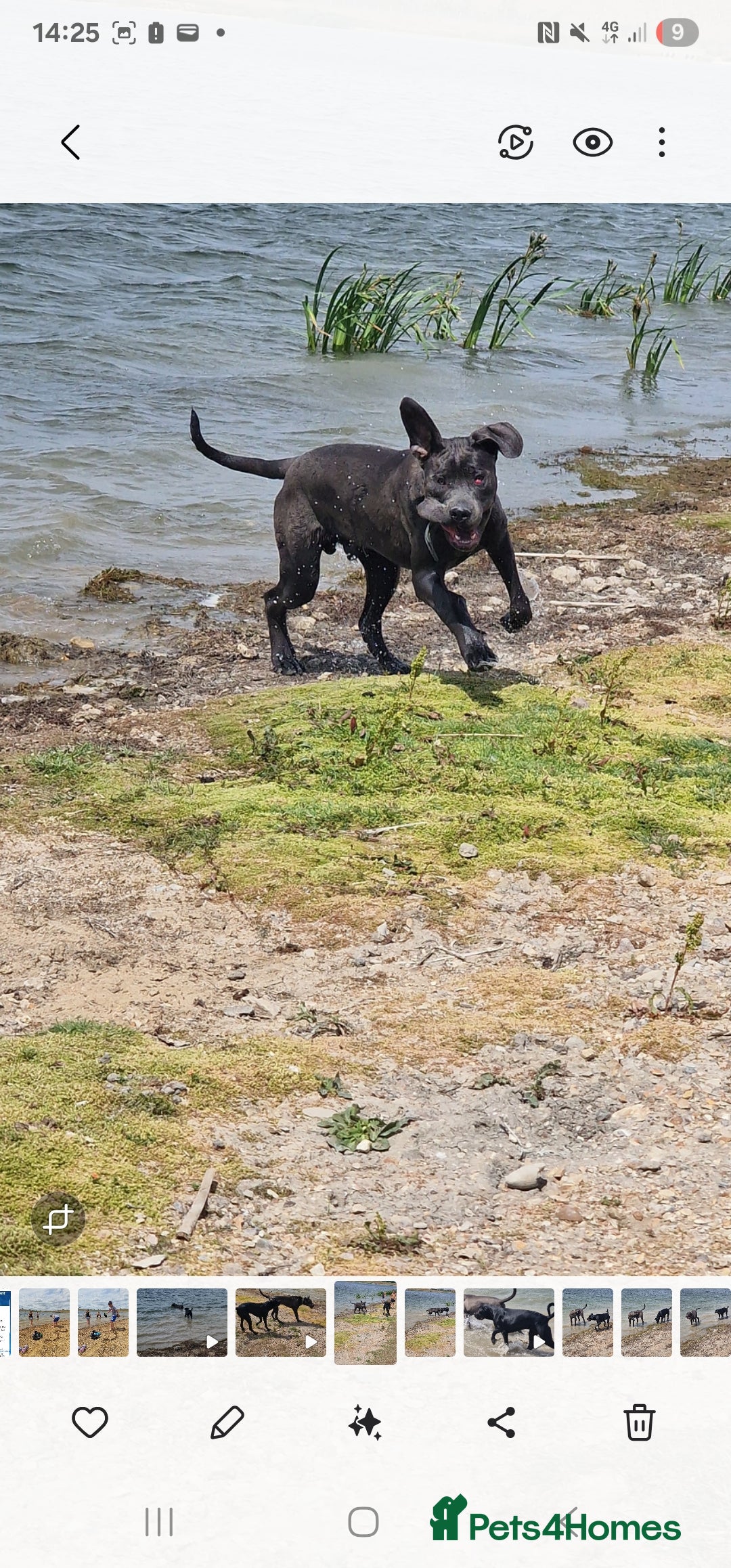 Cane Corso dogs for sale: Obie full cane corso - Image 2