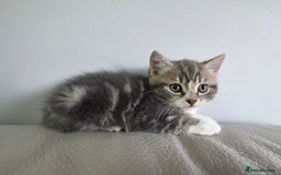 British Shorthair cats for sale: Cutie and cozy kittens are ready to join your home - Image 9