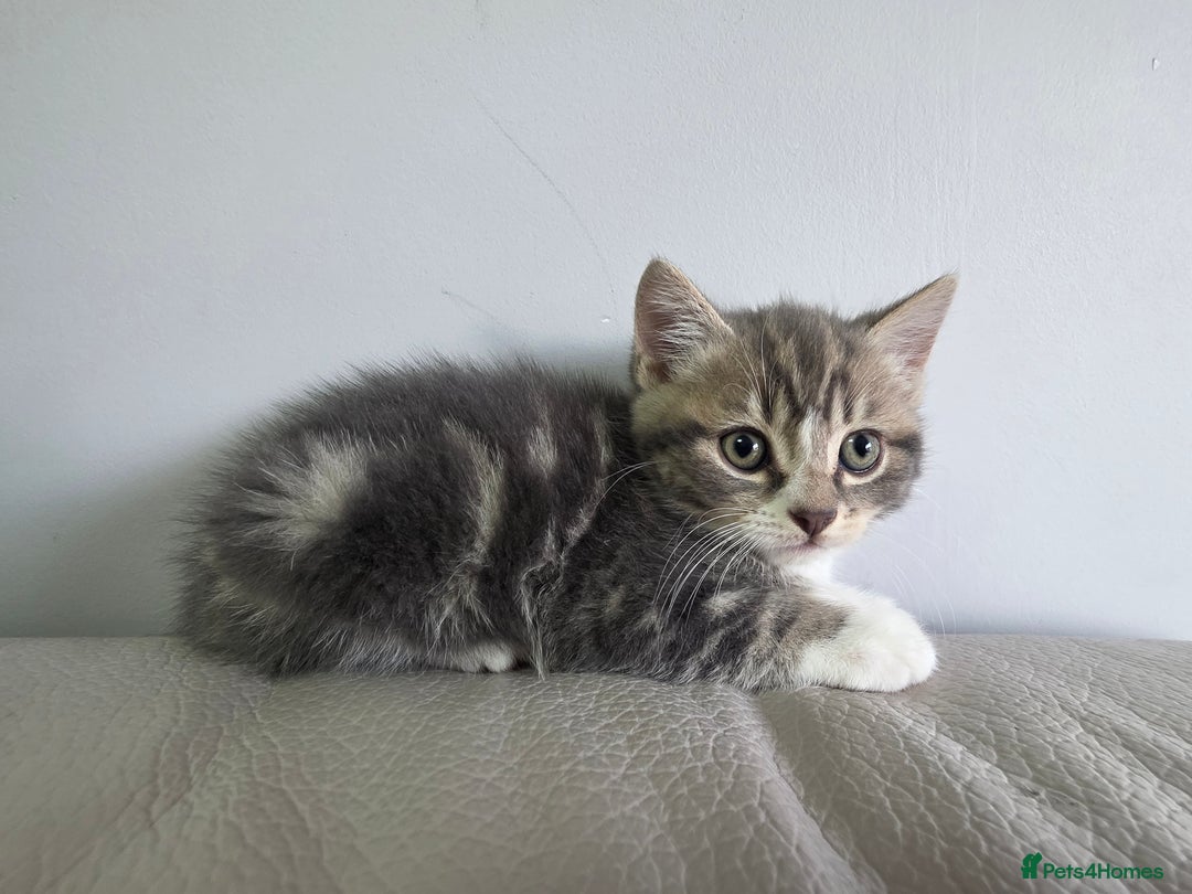 British Shorthair cats for sale: Cutie and cozy kittens are ready to join your home - Image 9