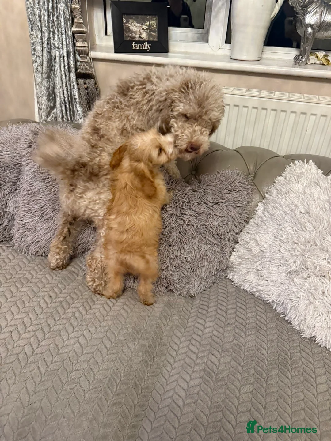 Cavapoo dogs for sale: Cavapoo boys and girls  in Ellesmere Port - Advert 2