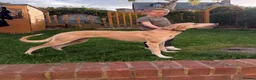 Lurcher dogs for sale: Top class bitch  - Advert 3