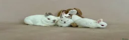 Netherland Dwarf rabbits for sale: Netherland Dwarf White Babies - Advert 10